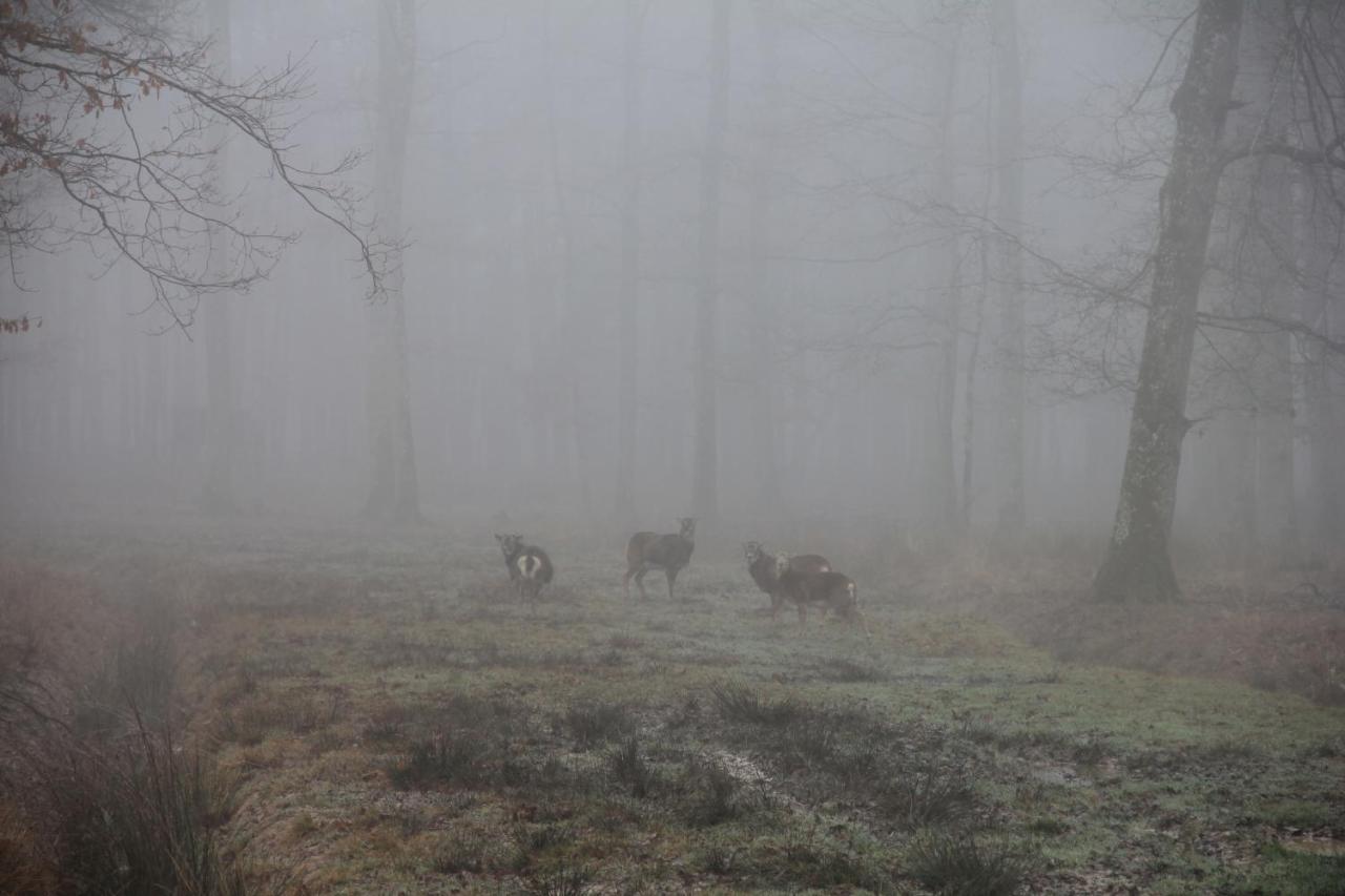 Au Cocon De Sologne